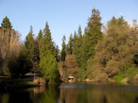 423928740 UC Davis Arboretum, Spafford Lake